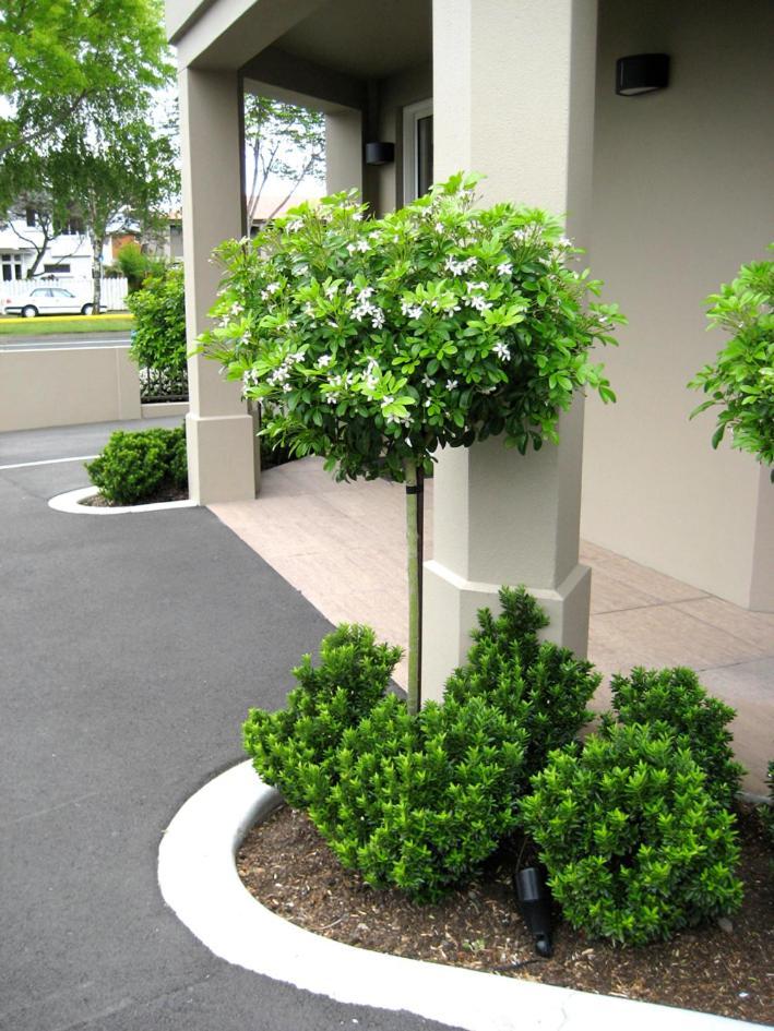 כרייסטצ'רץ' Salerno Motel Apartments מראה חיצוני תמונה Gardenia